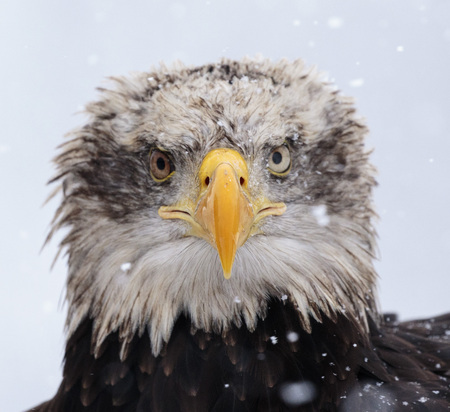 A beautiful american white-headed eagle portraitの写真素材