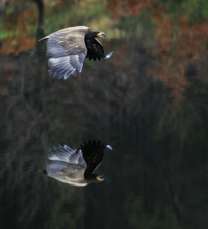 Young White-tailed eagle close flyingabove waterの写真素材