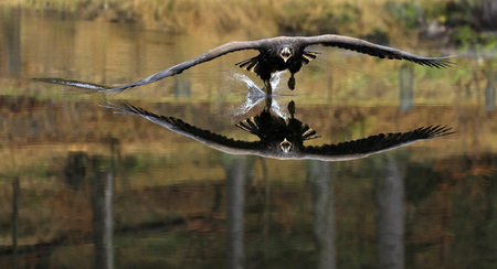Young White-tailed eagle close flyingabove waterの写真素材