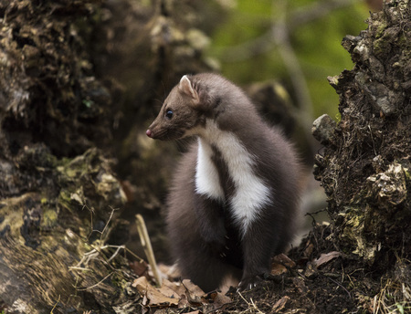Stone marten on an old treeの写真素材