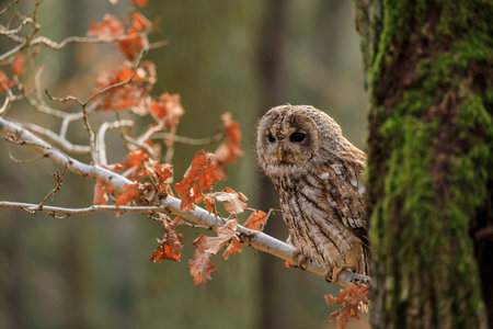 Tawny owl sitting on the branchの写真素材