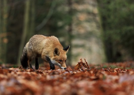 Red Fox running in orange autumn leaves.の写真素材