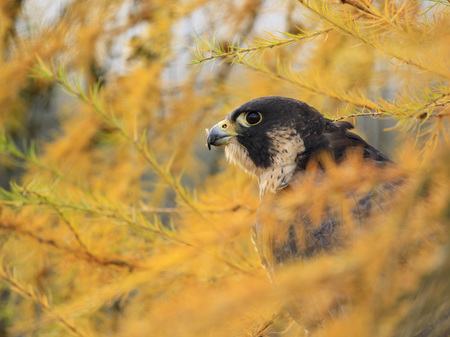 Peregrine Falcon in autumn forrestの写真素材