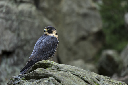 Peregrine Falcon in autumn forrestの写真素材
