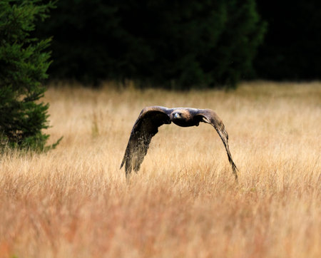 Golden eagle in flight