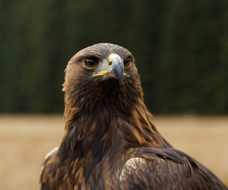 Golden eagle portrait