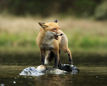 Red fox at the small pondの写真素材