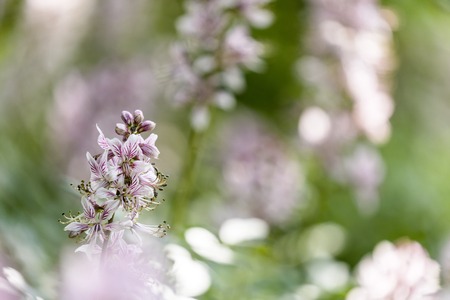 Gas plant closeup photo (Dictamnus albus)の写真素材