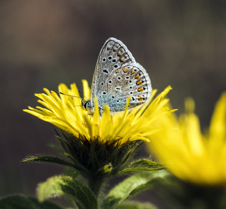 blue butterfly on yellow flowerの写真素材