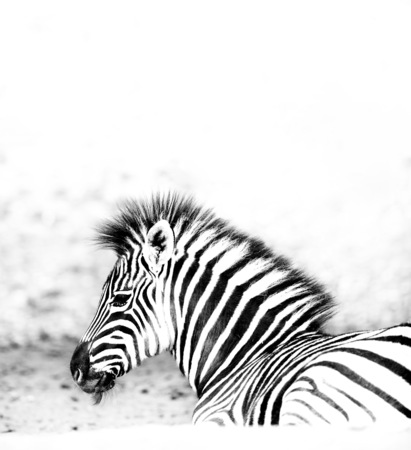 Young zebra isolated on white backgroundの写真素材