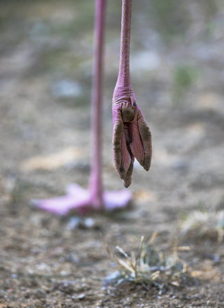 Closeup of the flamingo legの写真素材