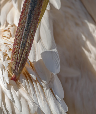 Closeupt of a Pelican Cleaning his Feathersの写真素材