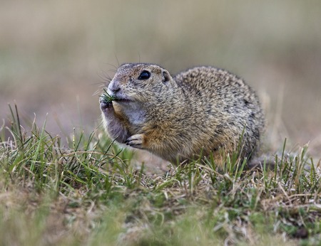 Ground squirell in the summer grassの写真素材