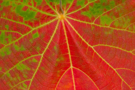 Red leaf veins