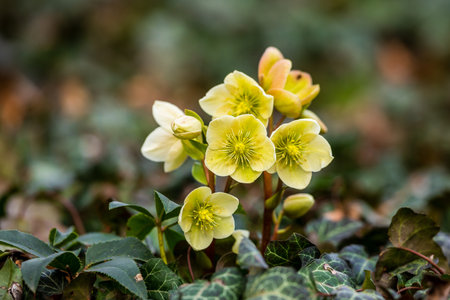 Flowering helleborus in springの写真素材