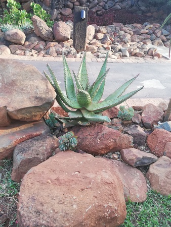 Growing aloe plantの写真素材