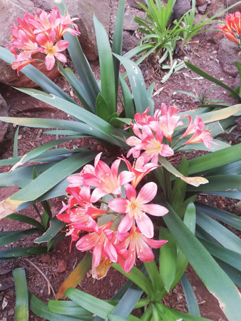 Beautiful plant in spring season