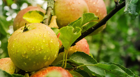 Fresh and healthy apple closeup
