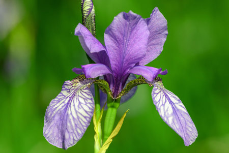 Beautiful summer session colorful flowers closeup view