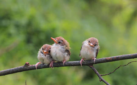 Beautiful spring little birds on the branchの写真素材