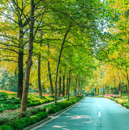 green trees with a roadsidesの写真素材
