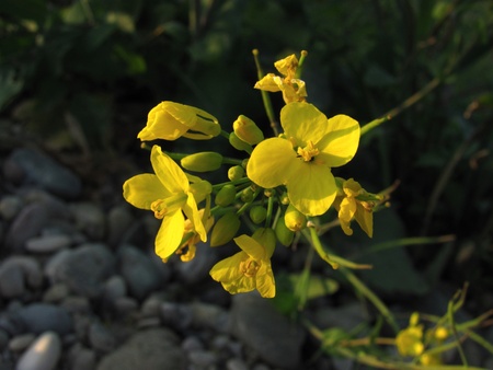 rapeseed growing throug a gravelの写真素材