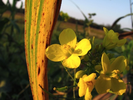 rapeseed with corn leafの写真素材