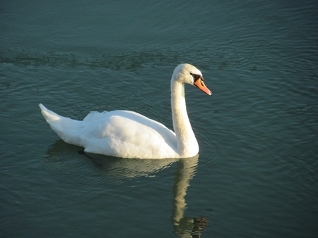 A swan on the river Dravaの写真素材