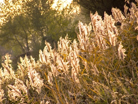 Withered tall grass in early autumn sunlight with trees in backgroundの写真素材