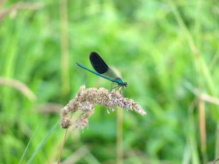 Dragonfly resting on tall grass during a windy dayの写真素材