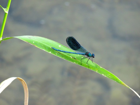 Blue dragonfly resting on a leaf above waterの写真素材