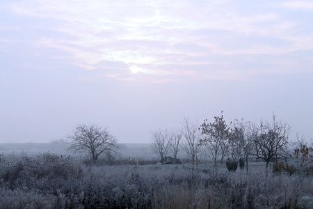 Early morning sunlight breaking through clouds over frozen trees and tall grassの写真素材