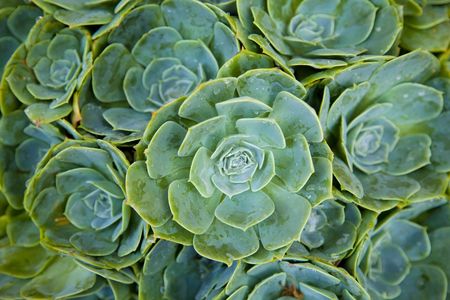 Green house plantの写真素材