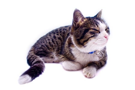 Cat taking a nap over white backgroundの写真素材