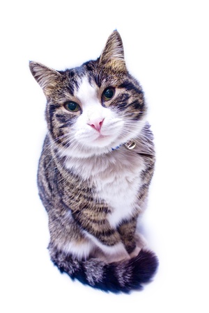 Cat staring in to cameraの写真素材