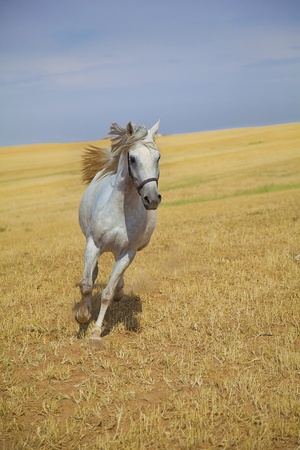 Arabian horse galloping towards camera in a golden fieldの写真素材