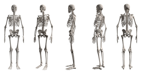 3D render of Human skeleton from all angles, isolated on white backgroundの写真素材