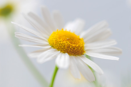 Daisy close upの写真素材