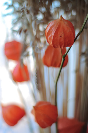 Bouquet with flowers of physalis and oatの写真素材