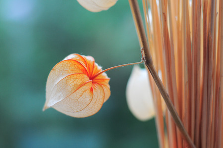 Lantern of physalis flower on dry stemの写真素材