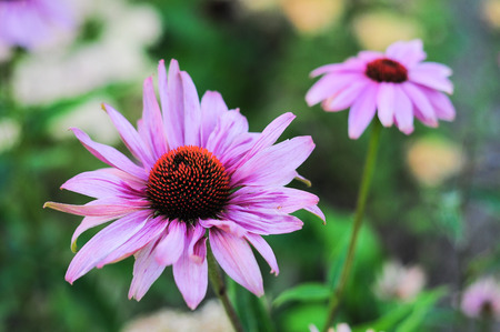 Two flowers of echinacea, one of them closerの写真素材
