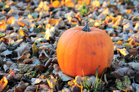 Big orange pumpkin on fieldの写真素材