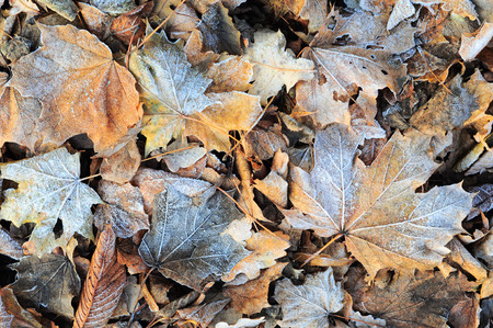Texture with frozen leaves from different treesの写真素材