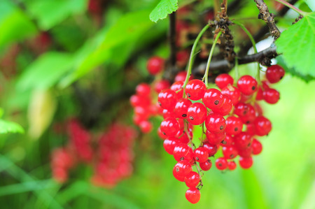 Red berries on the green backgroundの写真素材