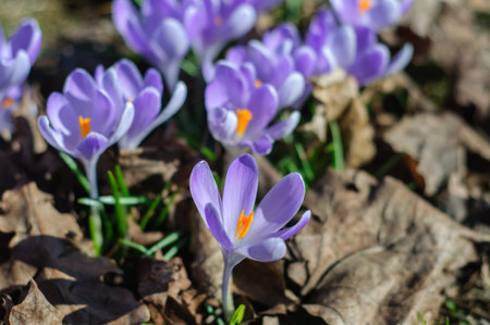Crocus vernus (Spring Crocus, Giant Crocus) spring flower growing on green grass, the crocus is a...