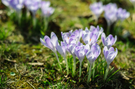 Crocus vernus (Spring Crocus, Giant Crocus) spring flower growing on green grass, the crocus is a herald of springの写真素材