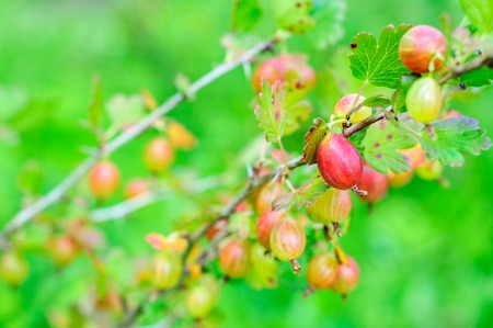 Ripe fresh gooseberry on branch with green natural backgroundの写真素材