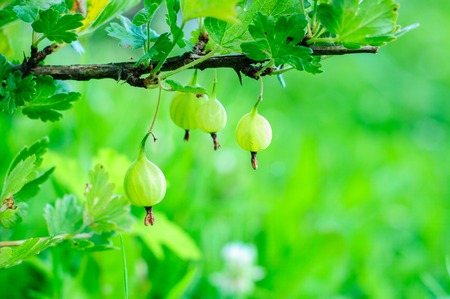 Ripe fresh gooseberry on branch with green natural backgroundの写真素材