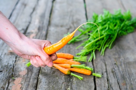 Harvesting bunch of fresh washed carrot on the old wooden backgroundの写真素材