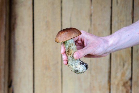 Edible forest mushrooms in man hand on wooden backgroundの写真素材